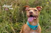 adoptable Dog in  named Day Day