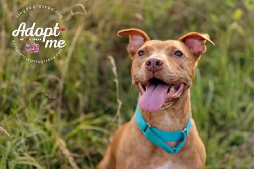 picture of the dog needing adoption