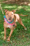 adoptable Dog in henrico, va, VA named Day Day