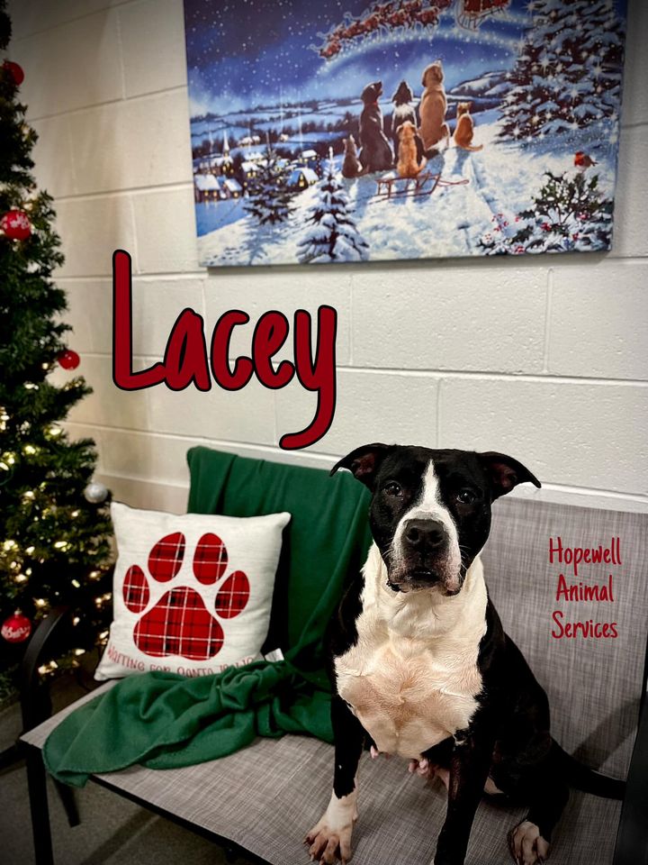 Dog adoption in Henrico, VA 23228: Pit Bull Terrier Dog Dog adoption in Henrico, VA 23228: Pit Bull Terrier Dog