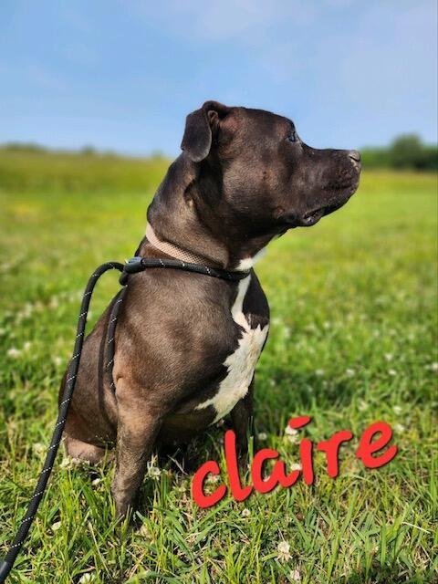 adoptable Dog in Henrico, VA named Claire in Gloucester VA
