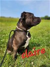 adoptable Dog in henrico, VA named Claire in Gloucester VA