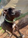 adoptable Dog in henrico, VA named Winnie in Elberon VA