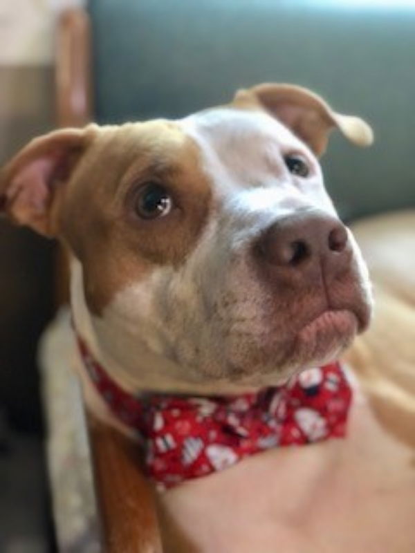 adoptable Dog in Henrico, VA named Spencer in Richmond VA