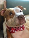 adoptable Dog in  named Spencer in Richmond VA