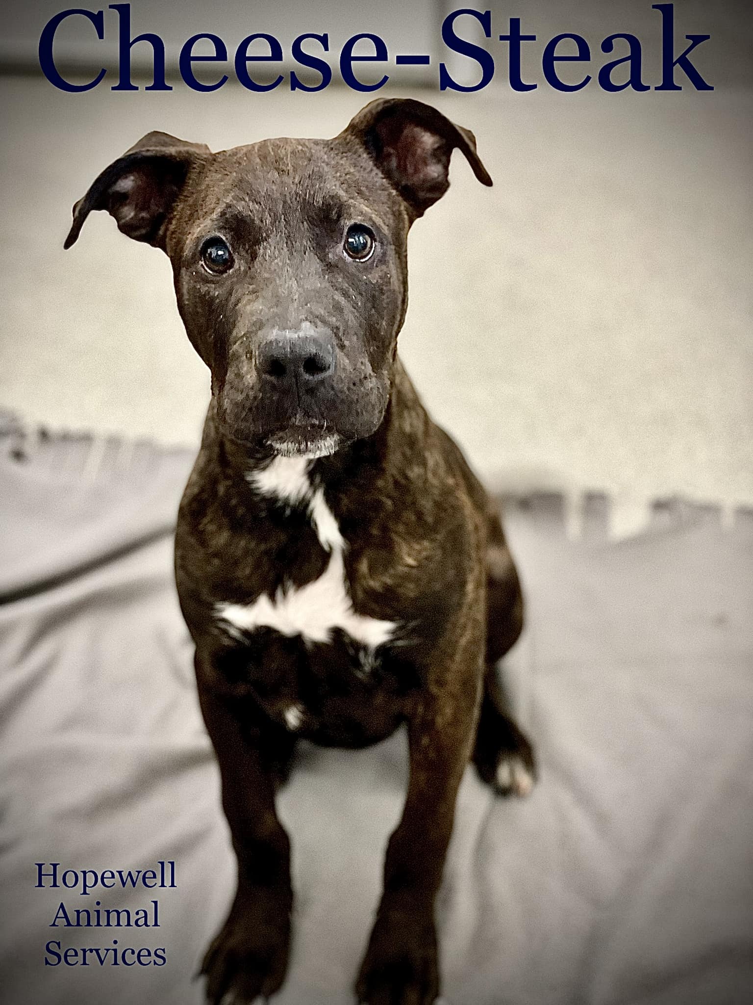 Dog for Adoption CheeseSteak in Hopewell VA, a Plott Hound in