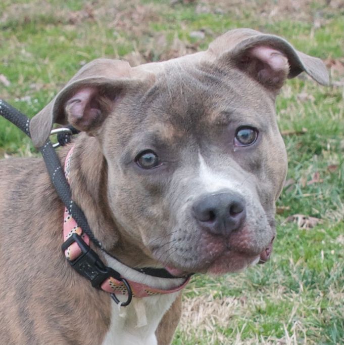 Dog for Adoption - Gracie in Gloucester VA, a Pit Bull Terrier in ...