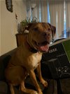 adoptable Dog in  named Zeke in Richmond VA