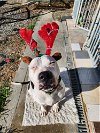adoptable Dog in henrico, VA named Saxon in Cyprus