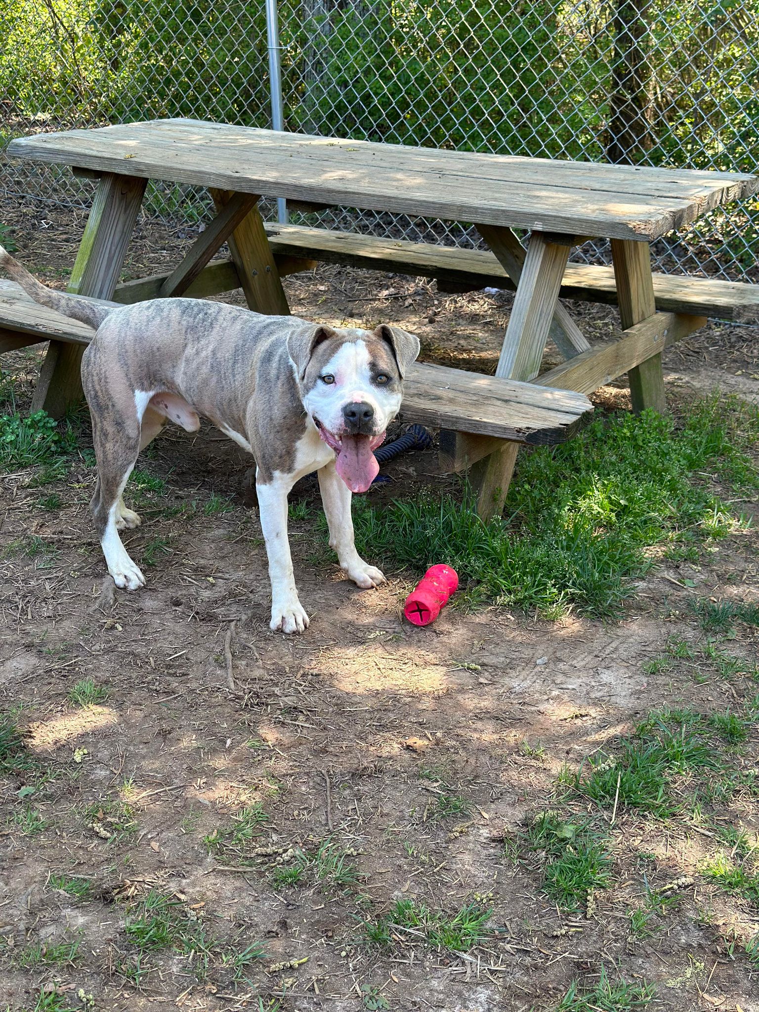 Dog for Adoption Tiger in Amelia VA, a Pit Bull Terrier in James City