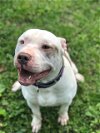 adoptable Dog in  named Odin in Richmond VA