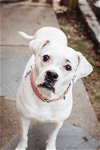 adoptable Dog in henrico, VA named Snow