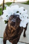 adoptable Dog in henrico, VA named Savy in Colonial Heights VA