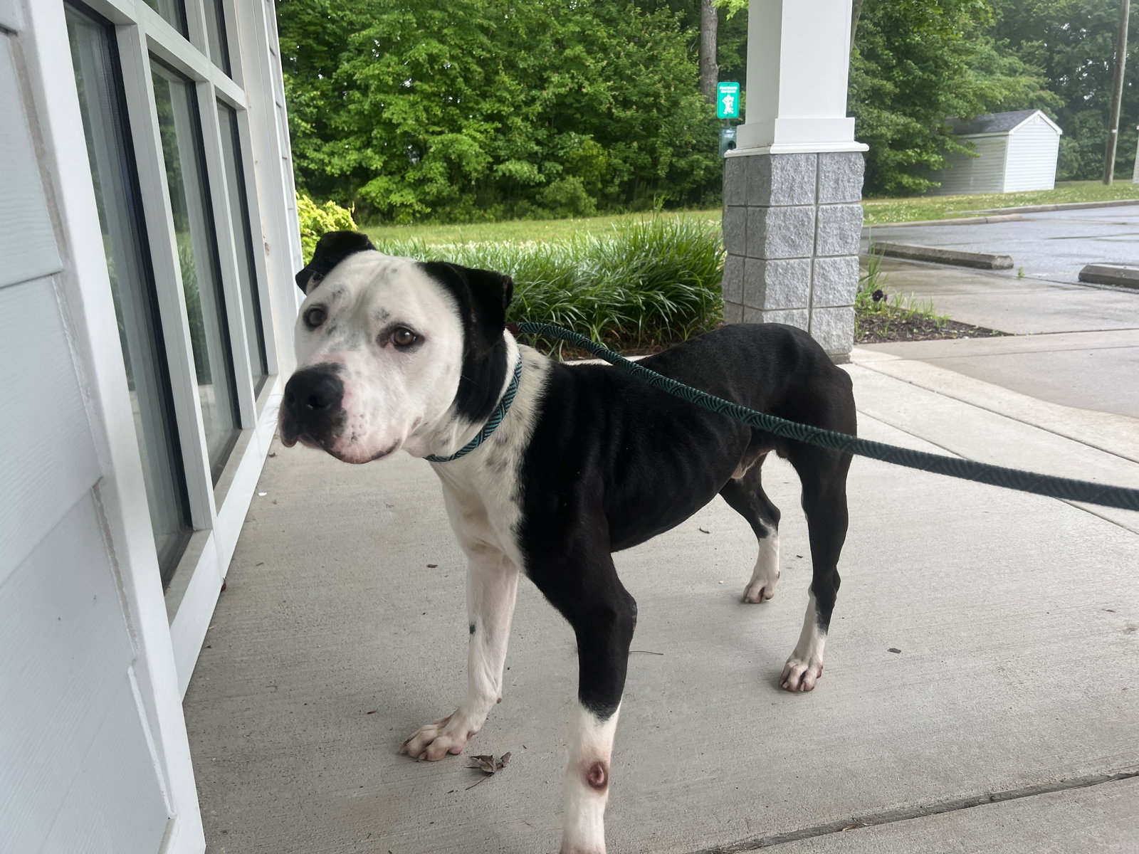 Dog for Adoption Jeff in Suffolk VA, a Pit Bull Terrier in Petersburg, VA Alpha Paw