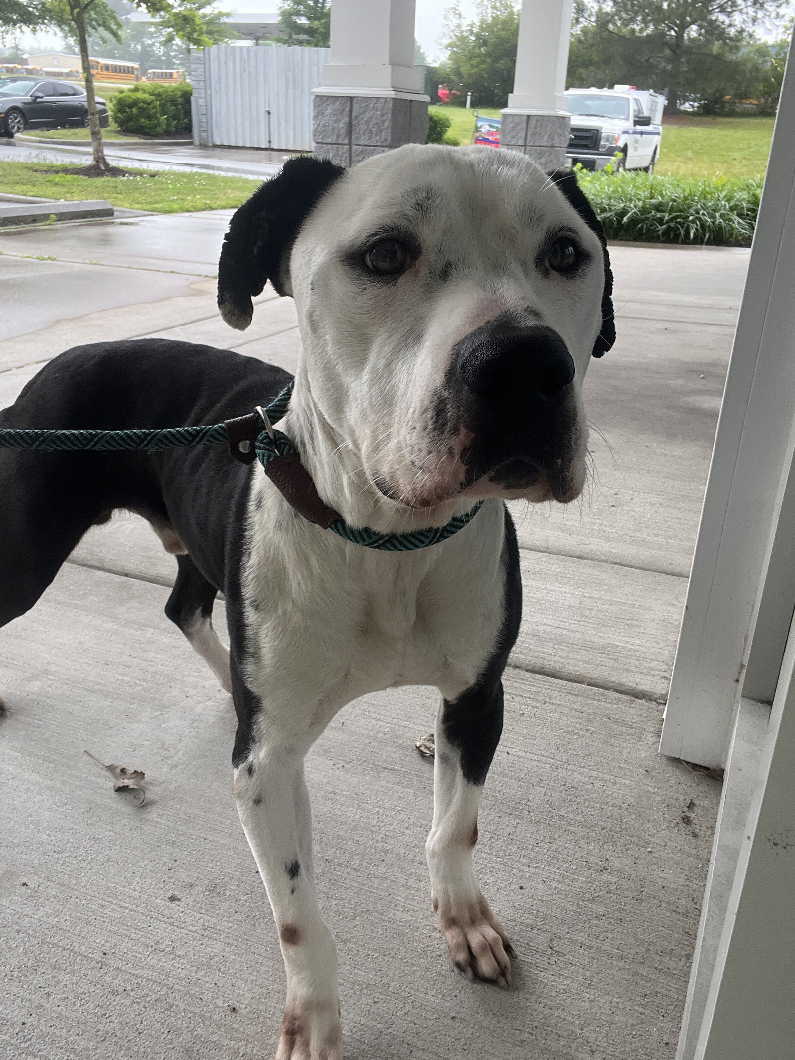 Dog for Adoption Jeff in Suffolk VA, a Pit Bull Terrier in Petersburg