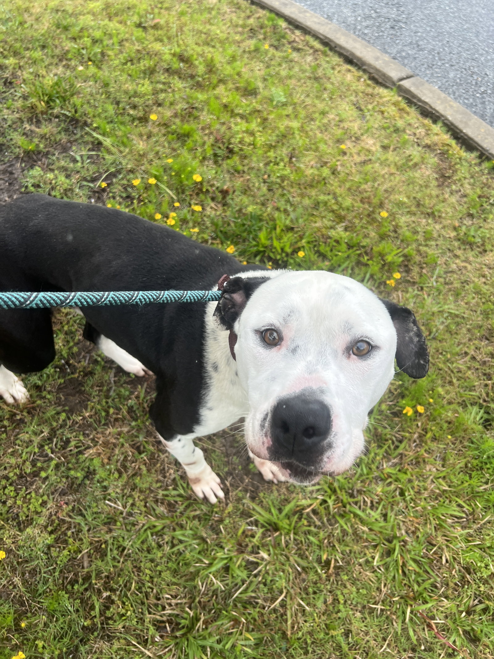 Dog for Adoption Jeff in Suffolk VA, a Pit Bull Terrier in Petersburg, VA Alpha Paw