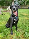 adoptable Dog in , VA named Luigi in Richmond VA