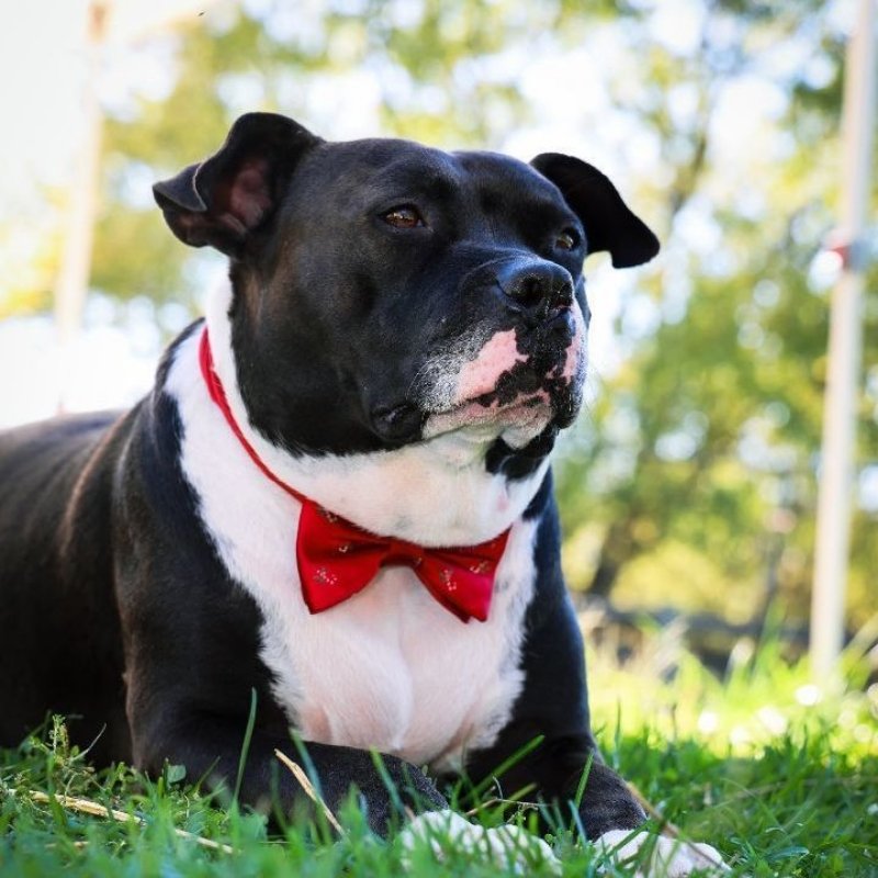 adoptable Dog in Henrico, VA named Charlie in Bethesda MD