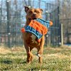 adoptable Dog in henrico, VA named Martin in Bethesda MD