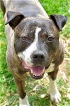 adoptable Dog in henrico, VA named Rhonda in Bethesda MD