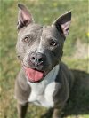 adoptable Dog in henrico, va, VA named Gramps in Hopewell VA