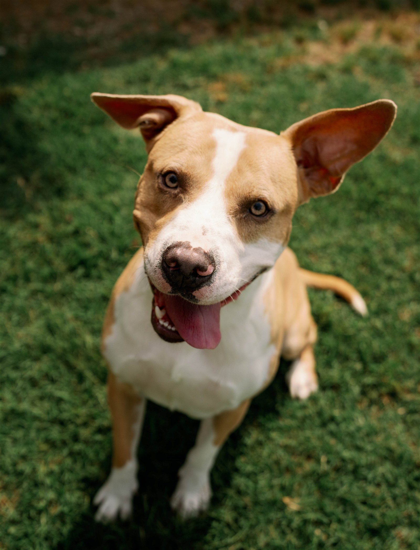 adoptable Dog in Henrico, VA named Stanley in Hopewell VA