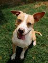 adoptable Dog in henrico, VA named Stanley in Hopewell VA
