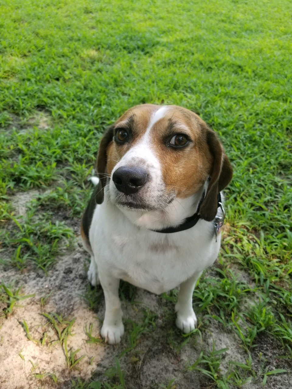 Dog for Adoption Buddy aka Fats, a Hound in King VA Alpha Paw