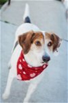 adoptable Dog in henrico, va, VA named Dynamite in Colonial Heights VA