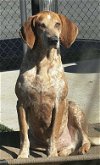 adoptable Dog in henrico, VA named Copper in Colonial Heights VA