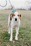 adoptable Dog in henrico, VA named Forest