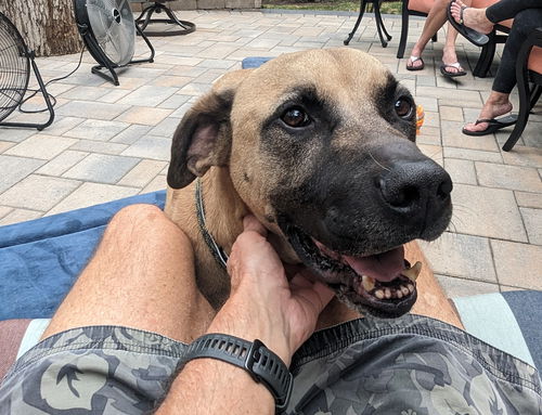 picture of the dog needing adoption
