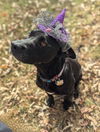 adoptable Dog in henrico, VA named Lucy
