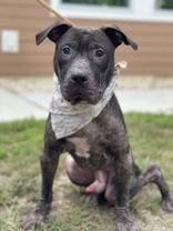 adoptable Dog in Henrico, VA named Armadillo in California MD