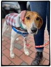 adoptable Dog in henrico, VA named Freida