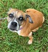 adoptable Dog in henrico, VA named Clarabell