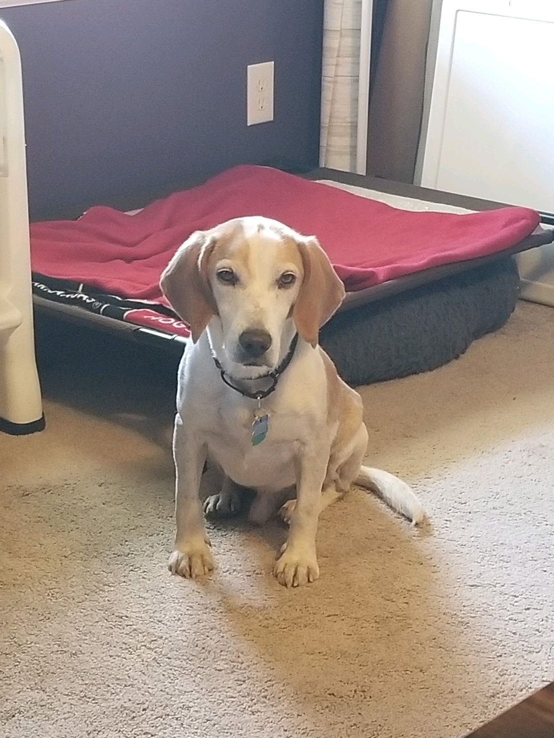 adoptable Dog in Henrico, VA named Beau