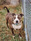 adoptable Dog in henrico, VA named Octavia in Norton VA