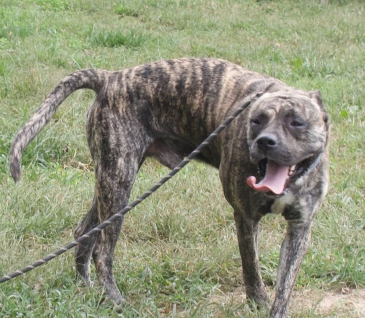 Dog for Adoption - Aragon in Gloucester VA, a Presa Canario in Colonial ...