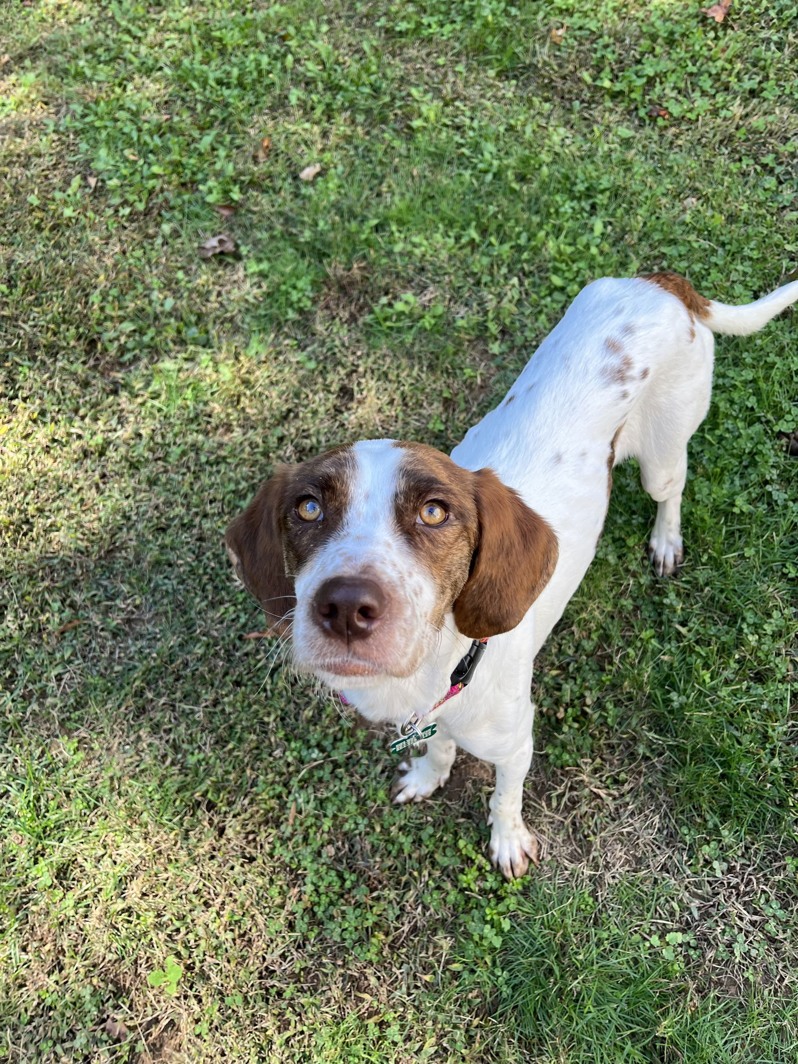 Dog for Adoption - Scout, a German Shorthaired Pointer in Richmond, VA ...