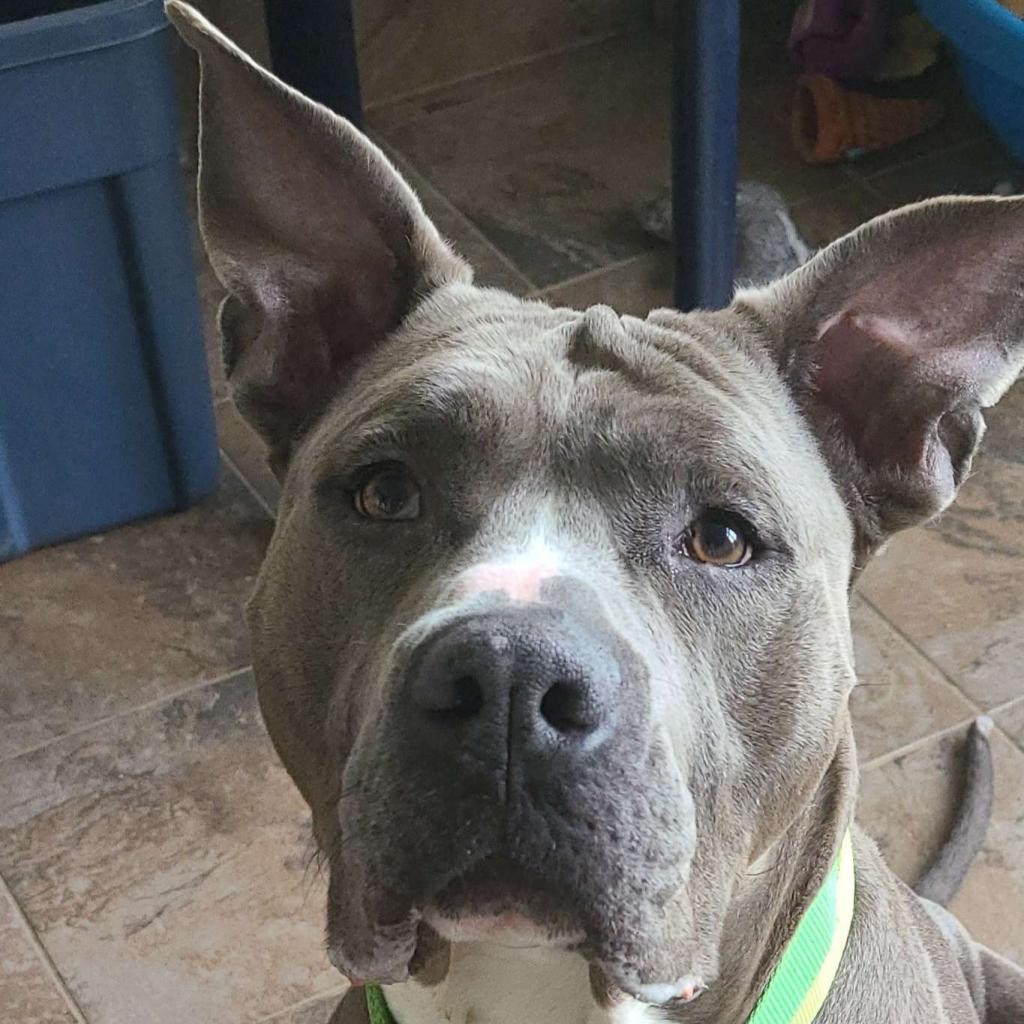 adoptable Dog in Henrico, VA named Kane in Gloucester VA