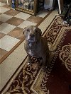 adoptable Dog in henrico, VA named Scarlett in Henrico VA