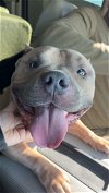 adoptable Dog in henrico, VA named Dozer in Emporia VA