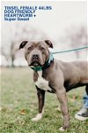 adoptable Dog in henrico, VA named Tinsel in Emporia VA