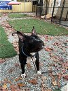 adoptable Dog in henrico, VA named Lucas in Emporia VA