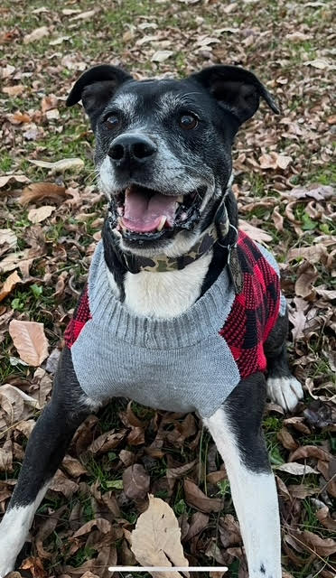 adoptable Dog in Henrico, VA named Roscoe in Scottsville VA