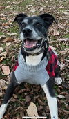 adoptable Dog in  named Roscoe in Scottsville VA