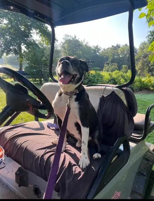 Roscoe In Scottsville Va - Pit Bull Terrier