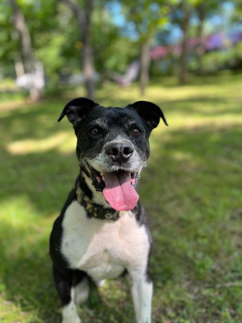 Photo 5 of Roscoe in Scottsville VA