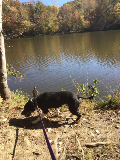 Roscoe in Scottsville VA